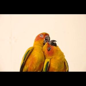 Meet your Posher, Krisee